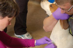 Dr. Christine Petersen obtains a blood sample from a dog.